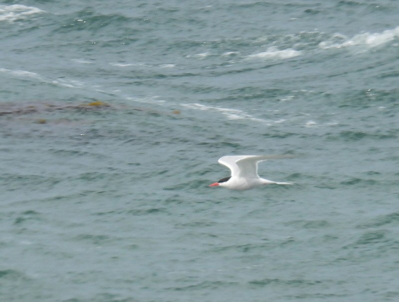 South American Tern - ML619293303