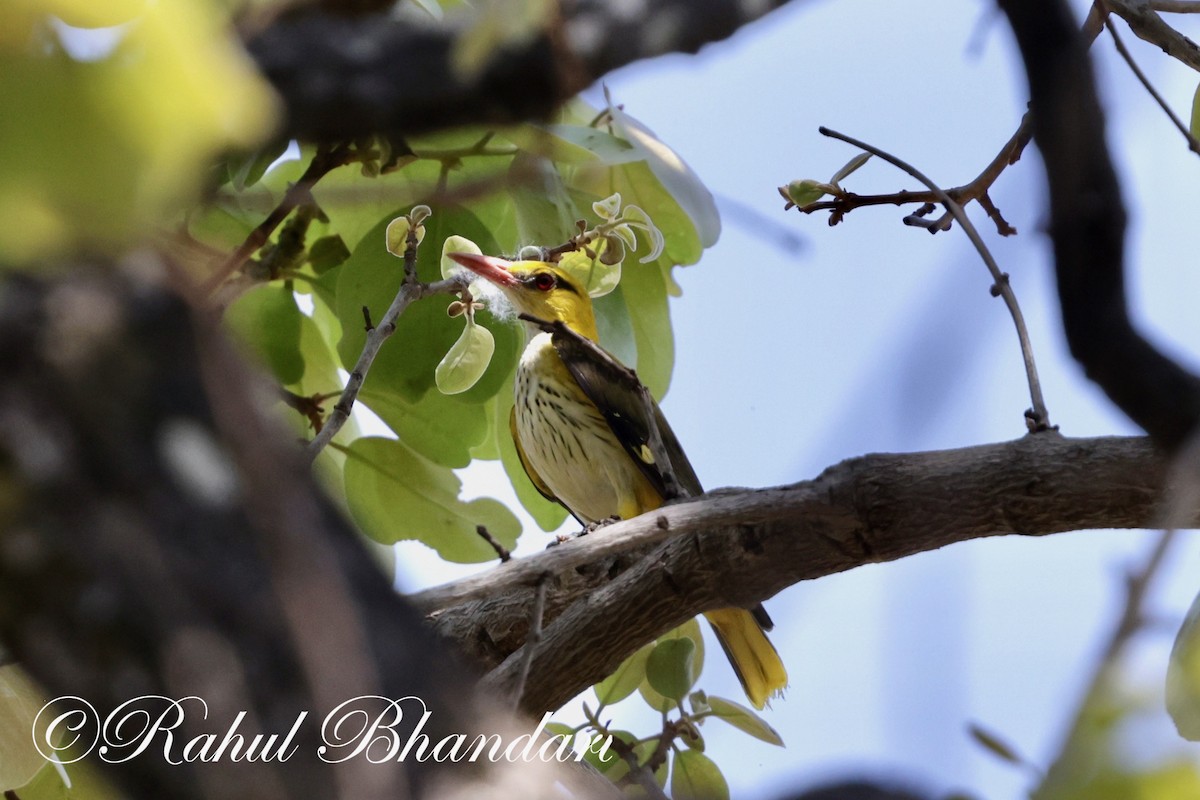 Indian Golden Oriole - ML619293312