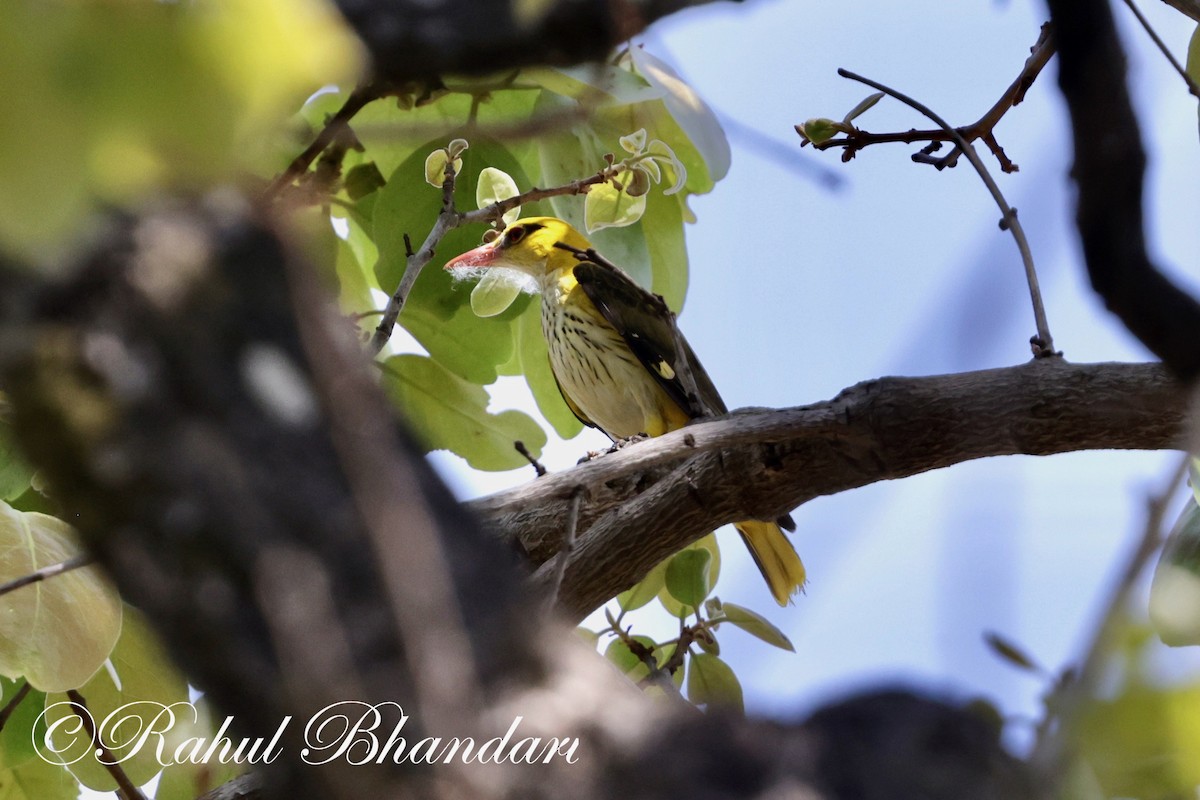 Indian Golden Oriole - ML619293313