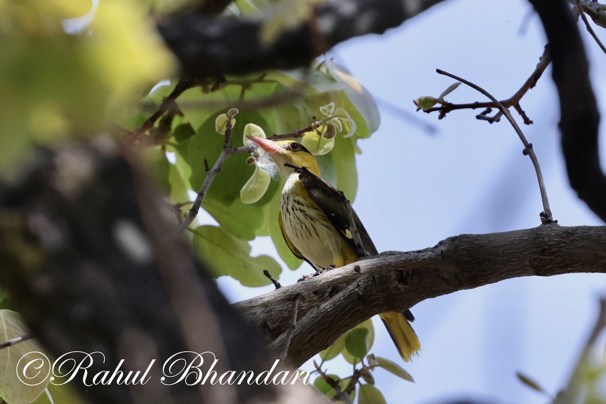 Indian Golden Oriole - ML619293314