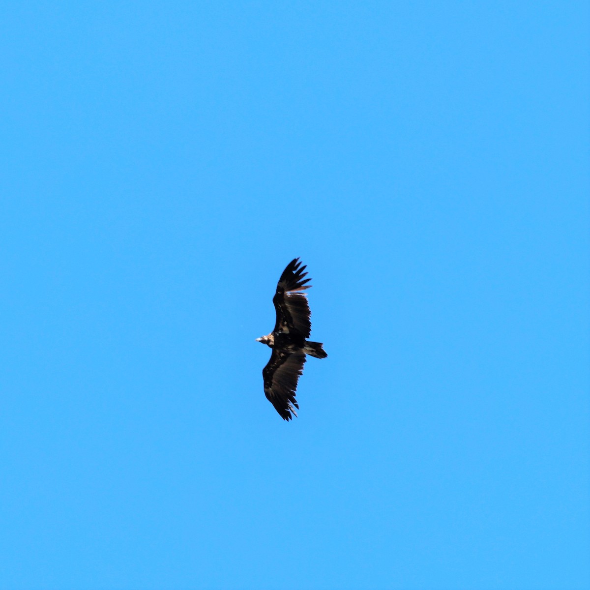 Cinereous Vulture - ML619293319