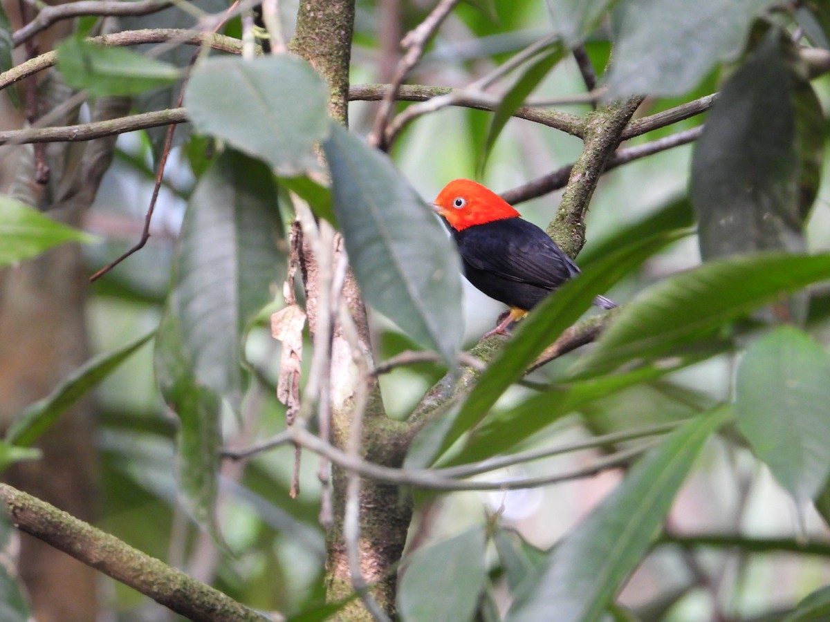Red-capped Manakin - ML619293332
