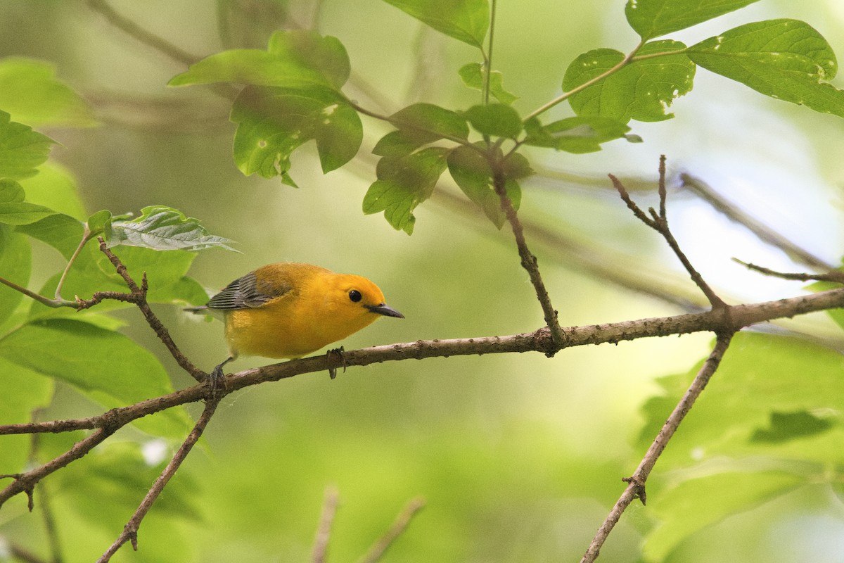 Prothonotary Warbler - ML619293353
