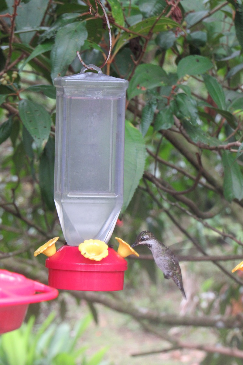 kolibřík achátový - ML619293357
