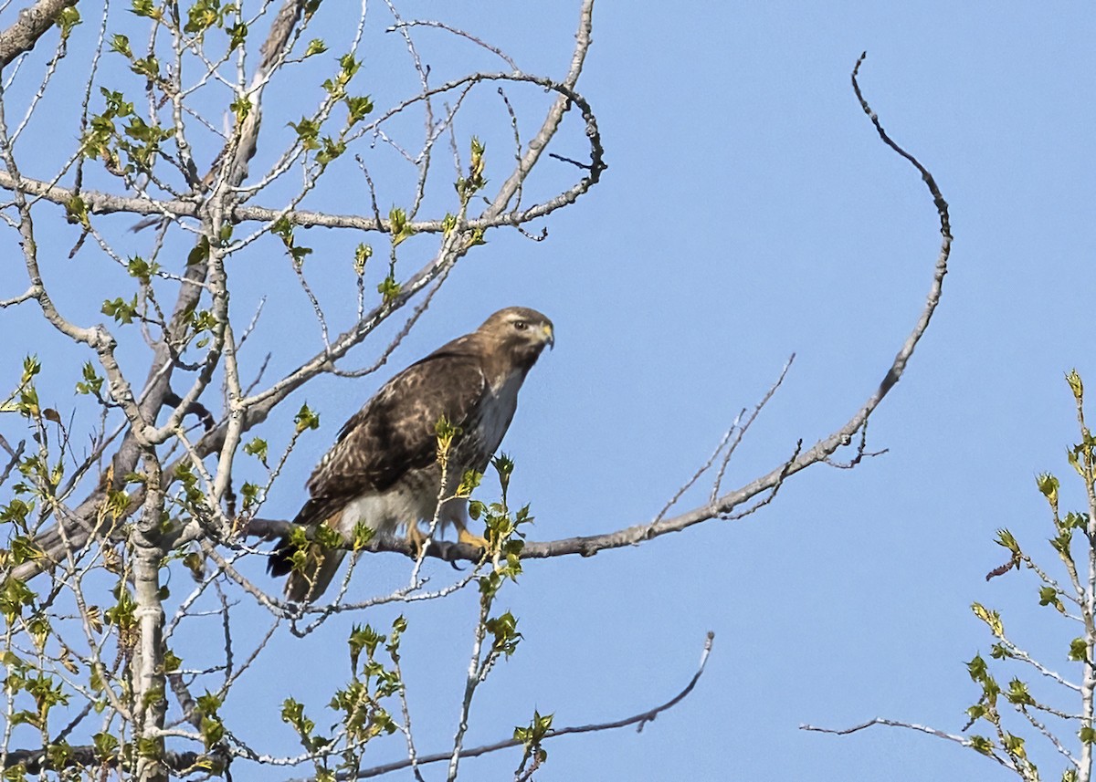 Red-tailed Hawk - ML619293414