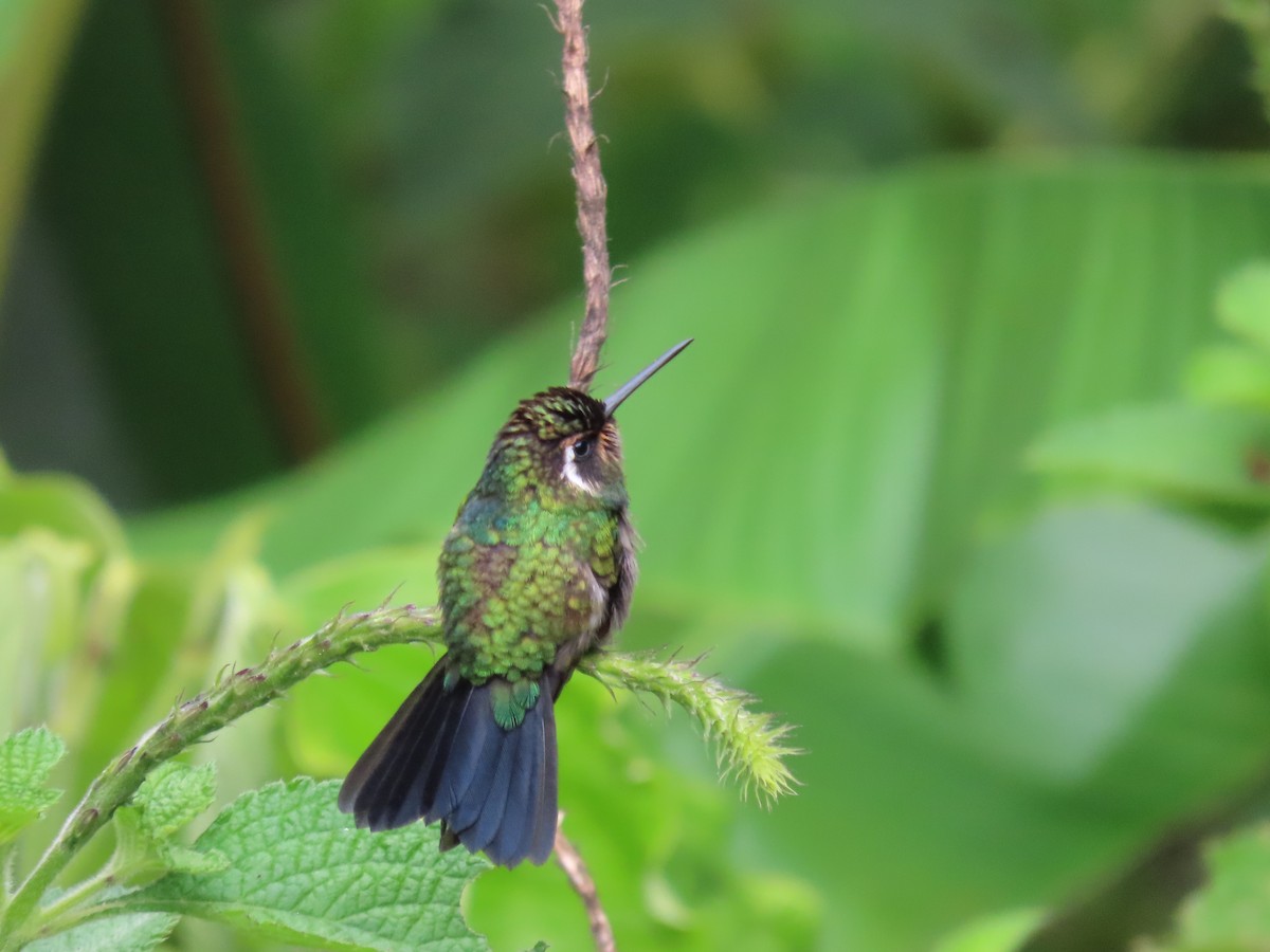 kolibřík fialovohrdlý - ML619293452