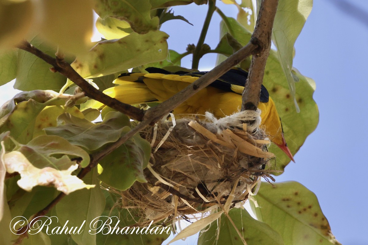 Indian Golden Oriole - ML619293468