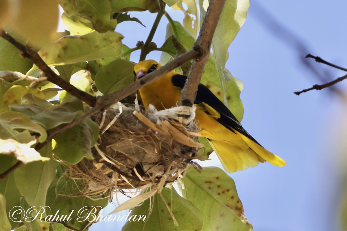 Indian Golden Oriole - ML619293469