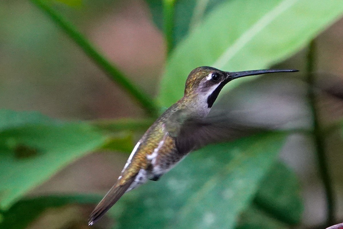 kolibřík hvězdohrdlý - ML619293519