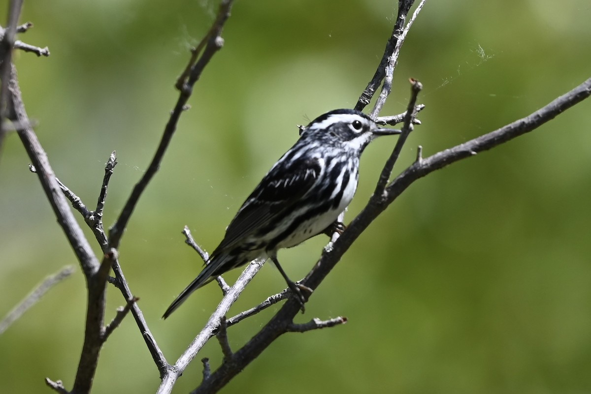 Black-and-white Warbler - ML619293552