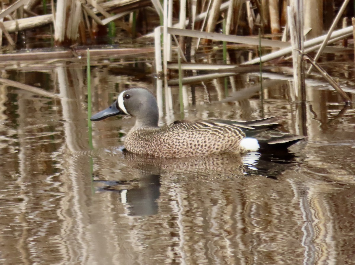 Blue-winged Teal - ML619293553