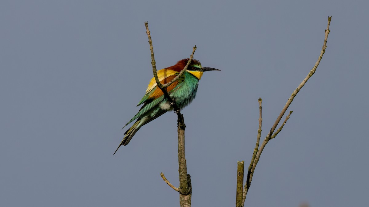 European Bee-eater - ML619293647