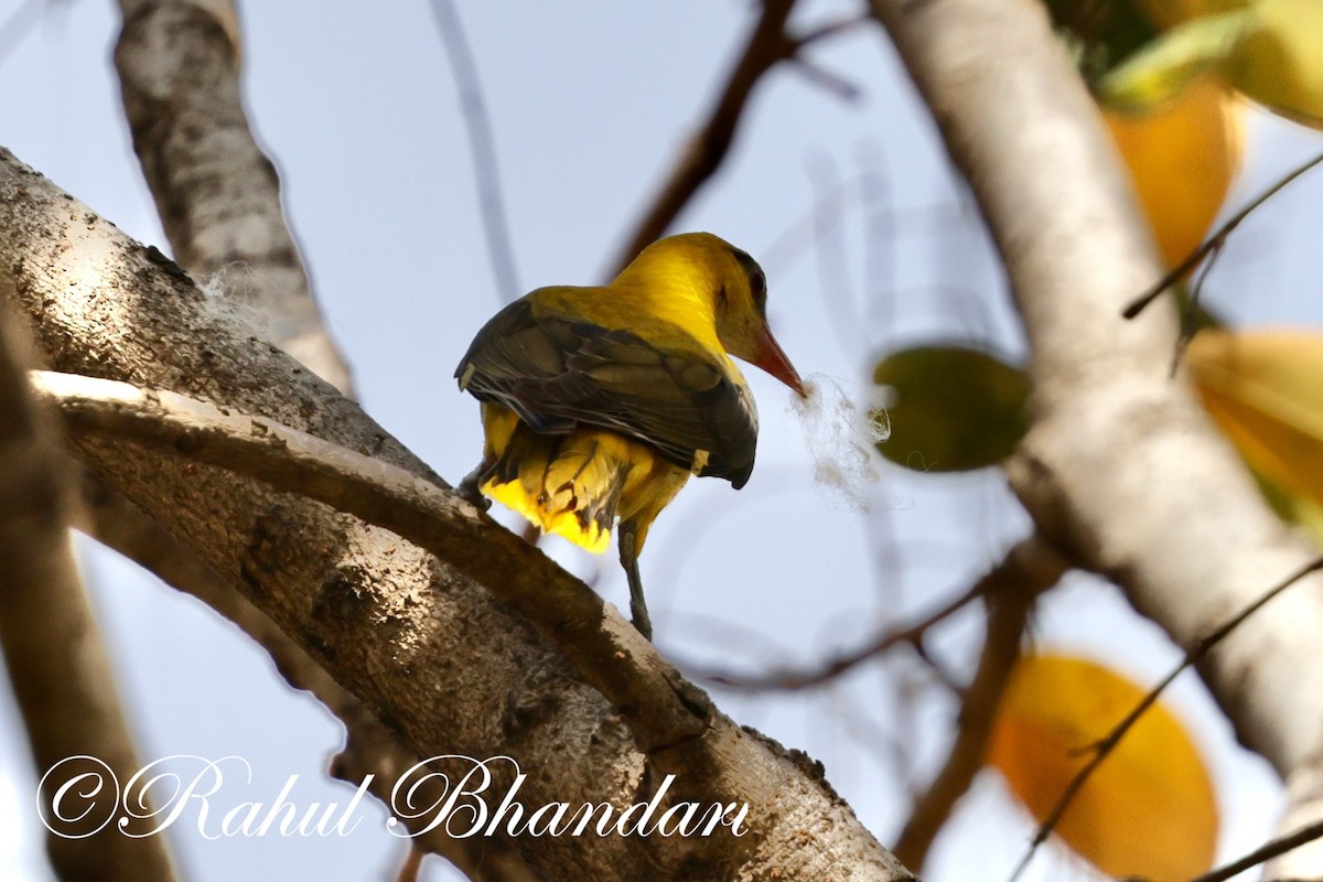 Indian Golden Oriole - ML619293683