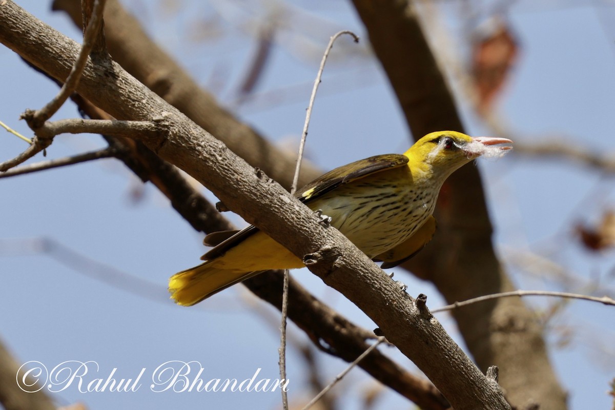 Indian Golden Oriole - ML619293684