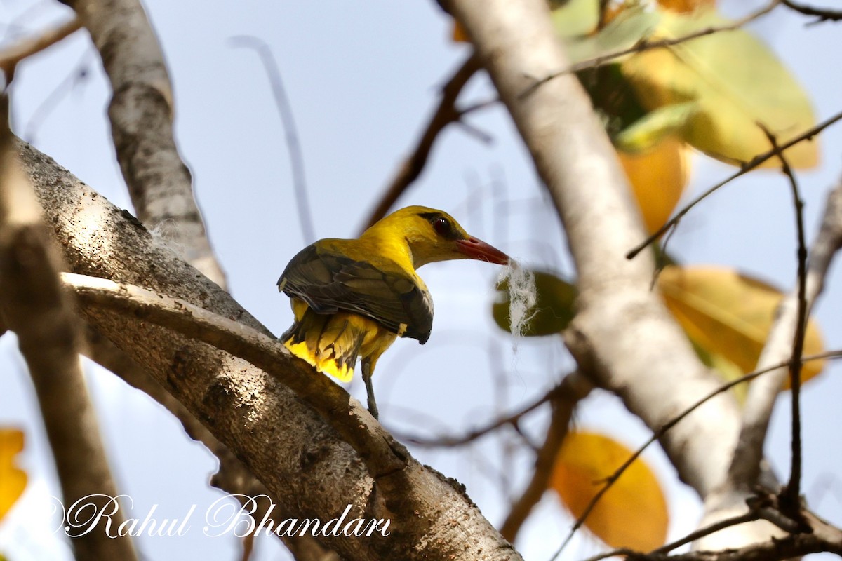 Indian Golden Oriole - ML619293687