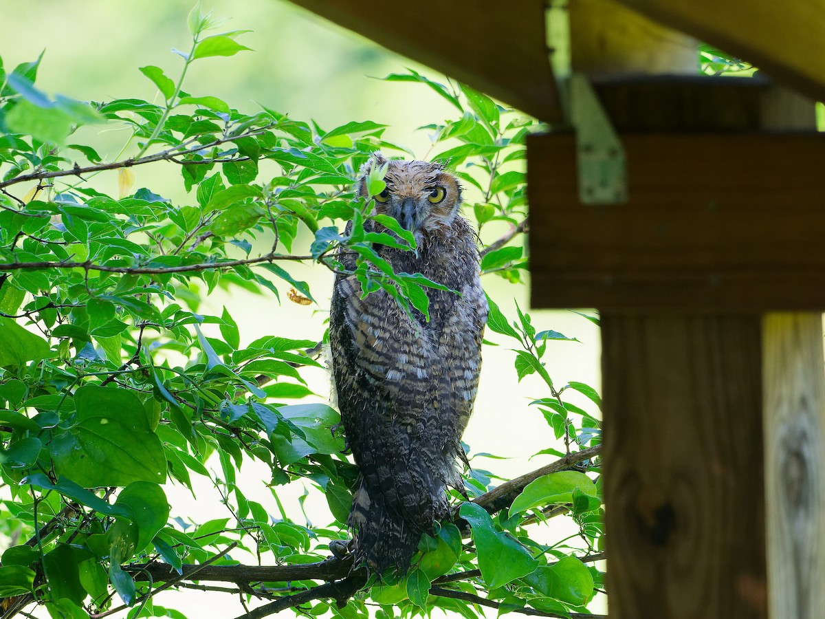Great Horned Owl - ML619293847