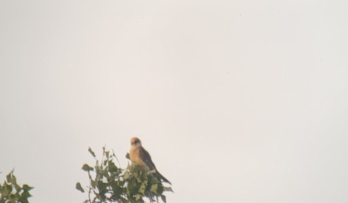 Red-footed Falcon - ML619293855