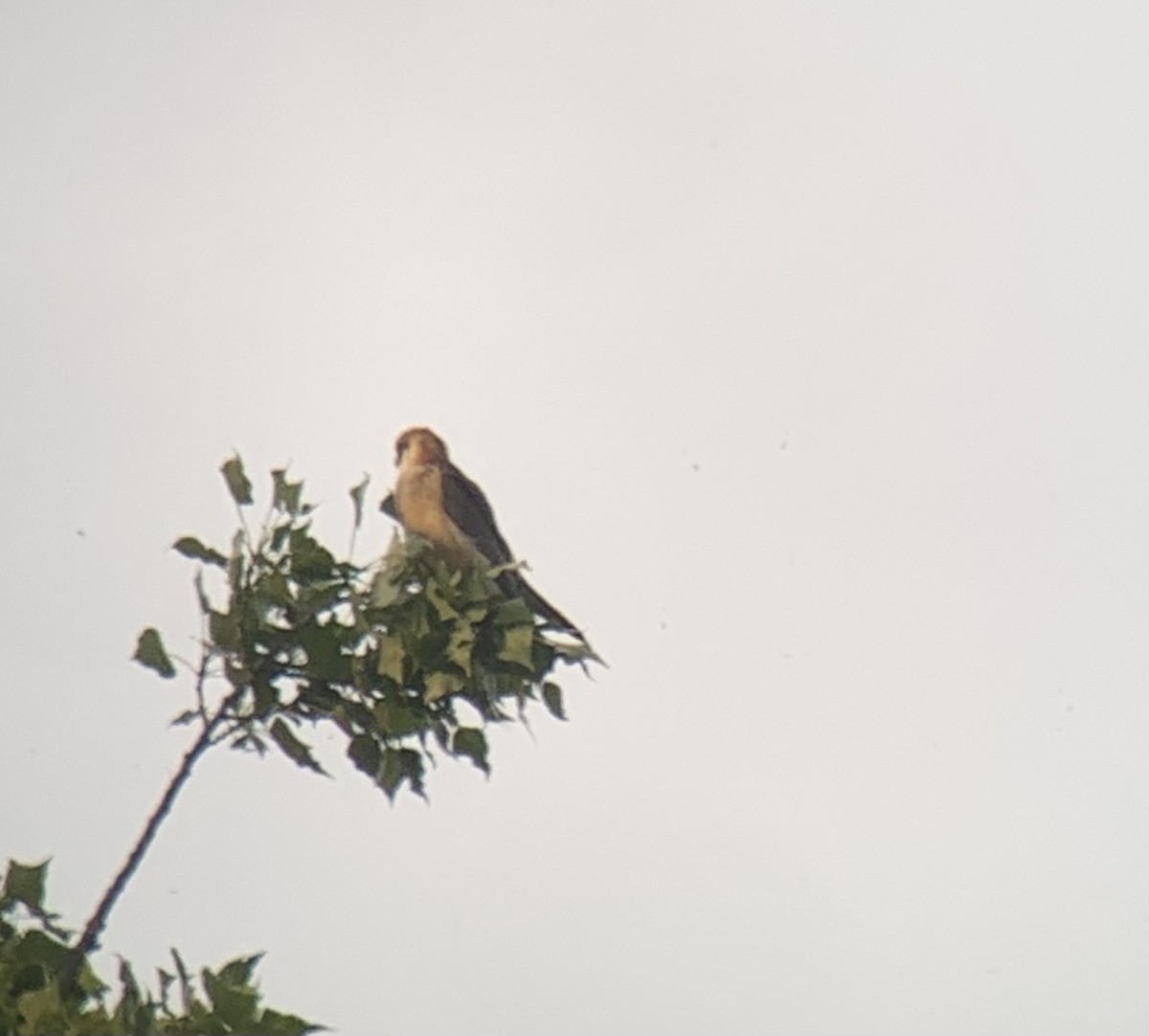Red-footed Falcon - ML619293856