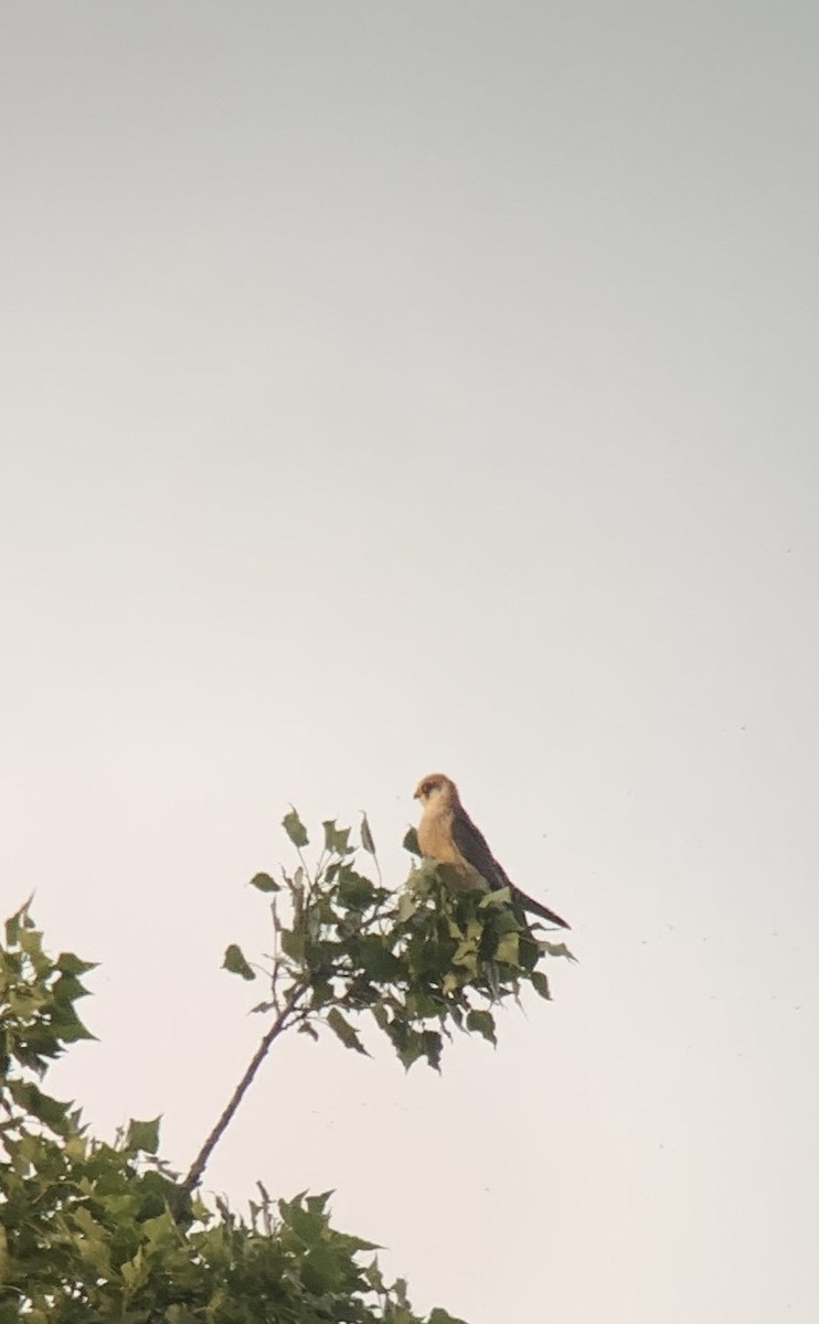 Red-footed Falcon - ML619293857