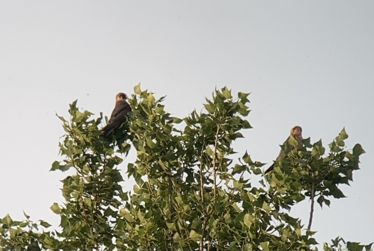 Red-footed Falcon - ML619293858