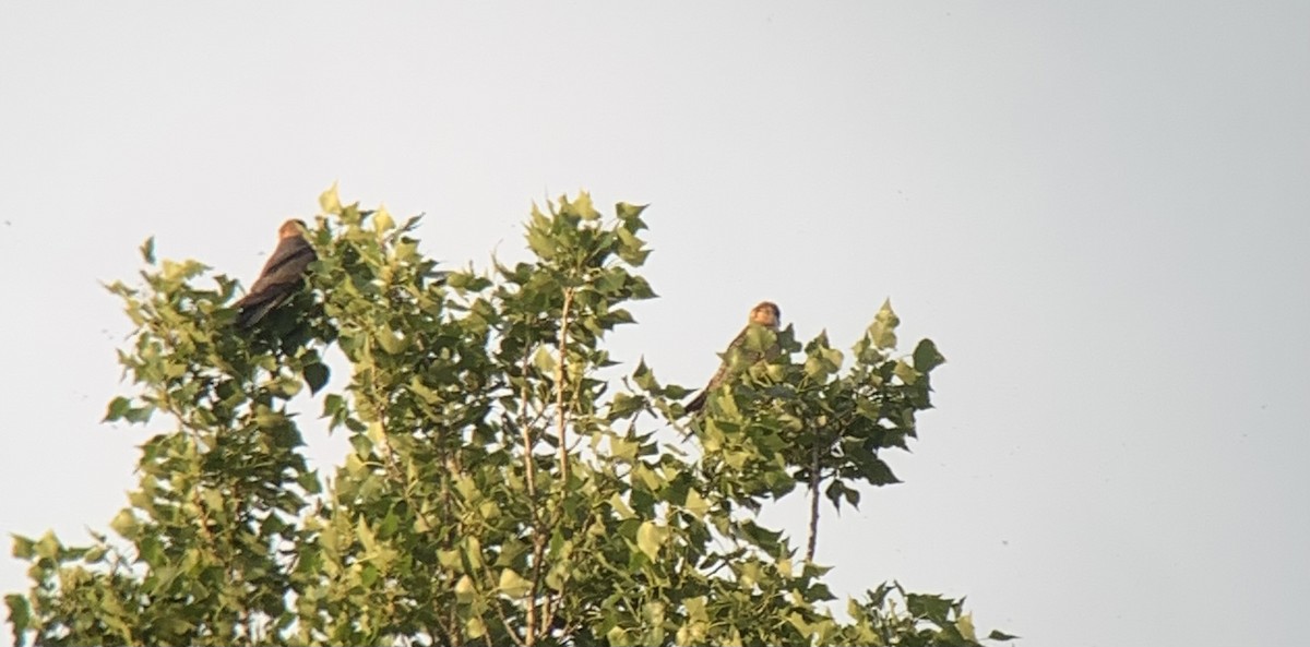 Red-footed Falcon - ML619293859