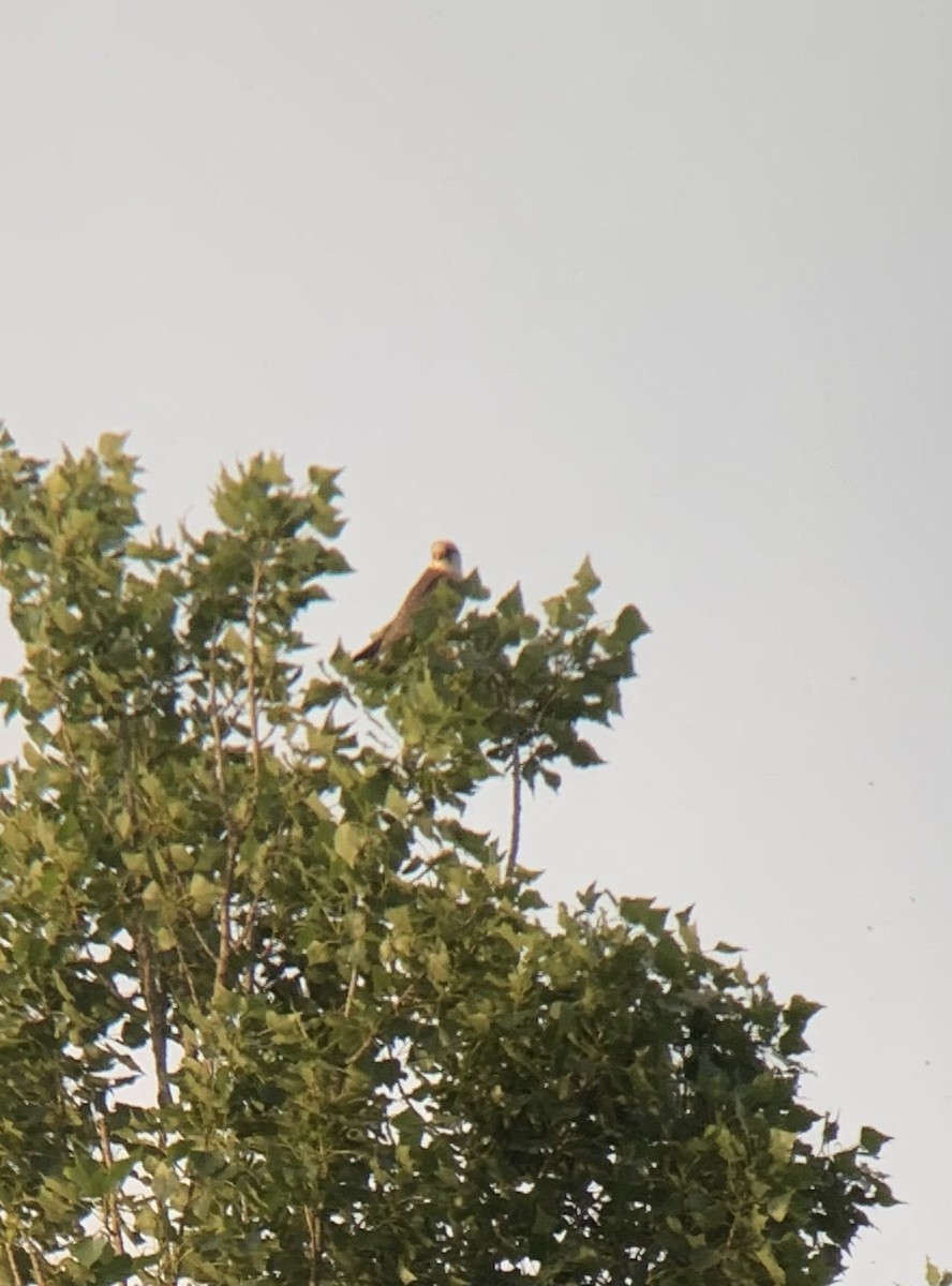 Red-footed Falcon - ML619293862