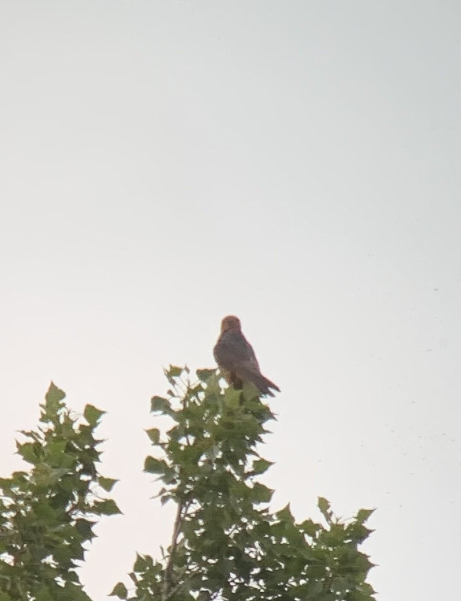 Red-footed Falcon - ML619293863