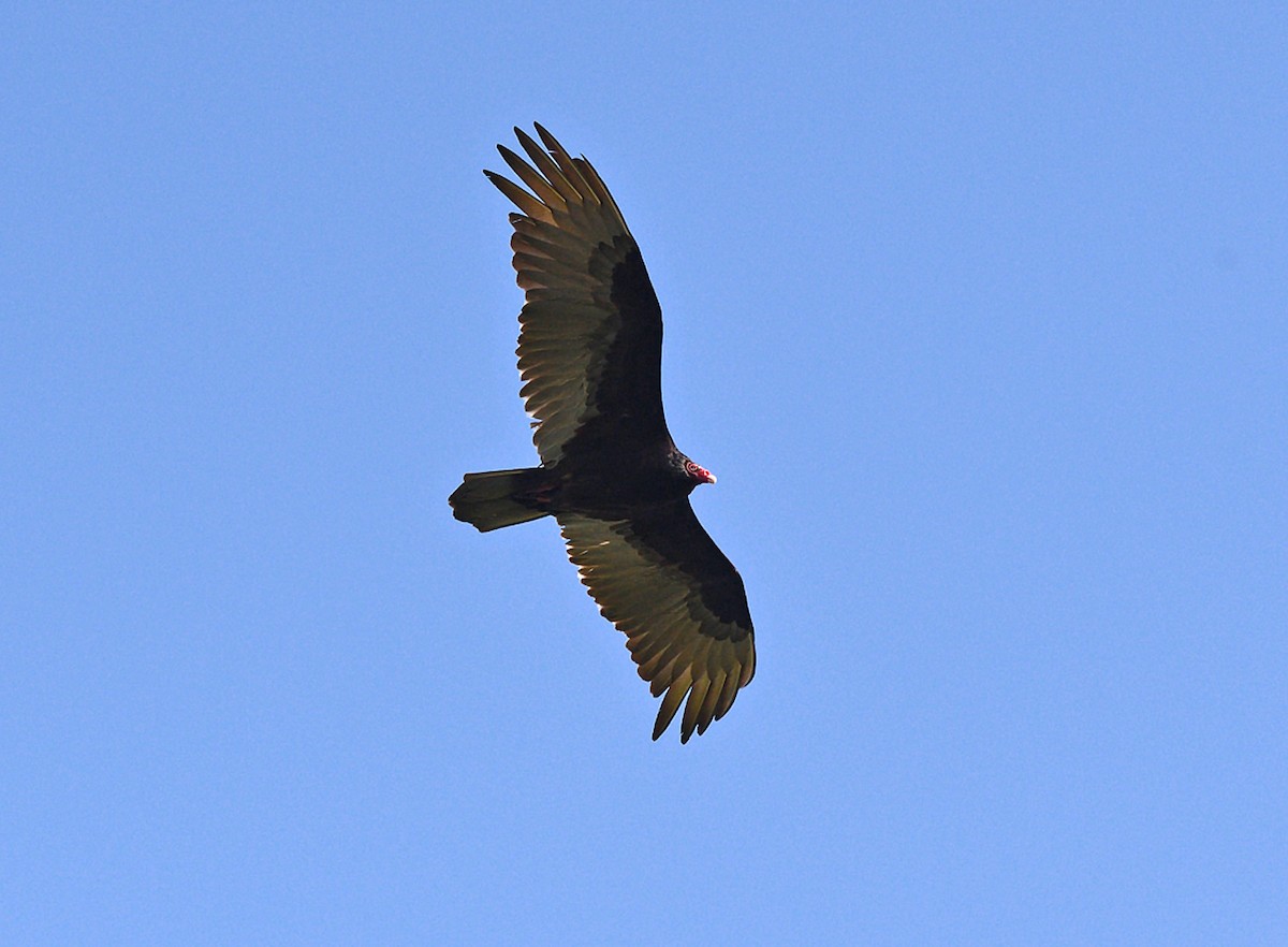 Turkey Vulture - ML619293867