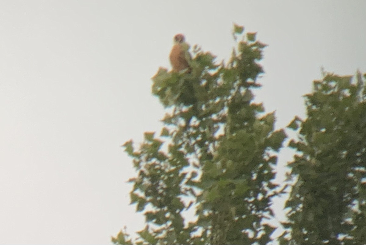 Red-footed Falcon - ML619293902