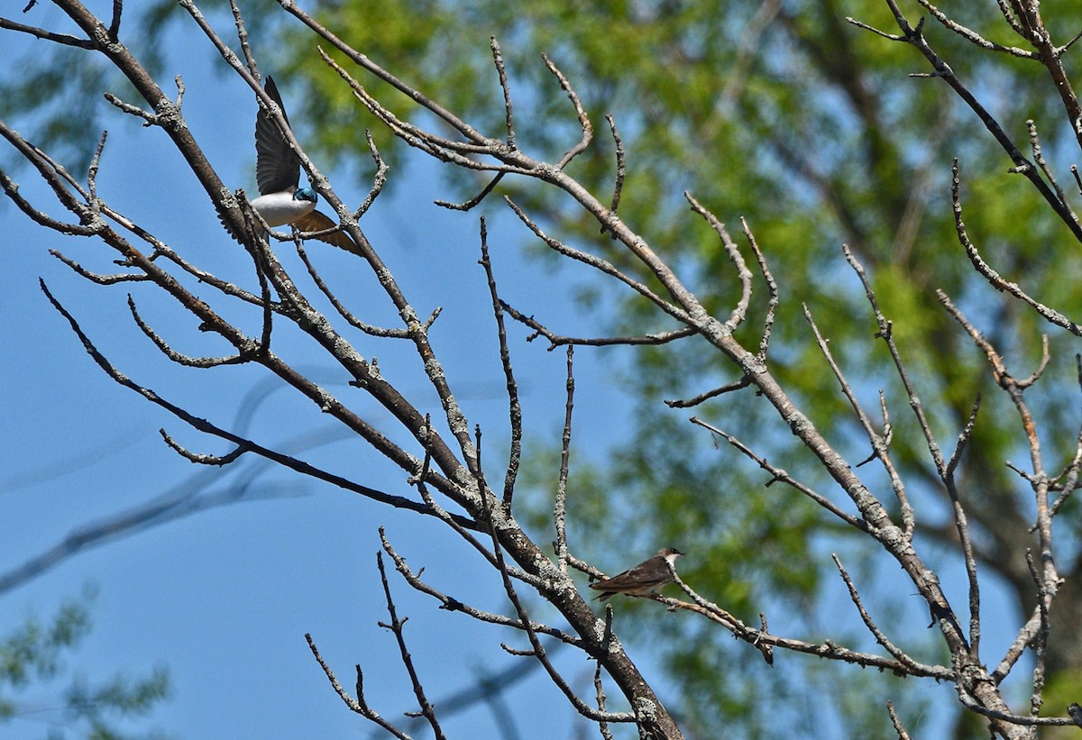 Tree Swallow - ML619293935