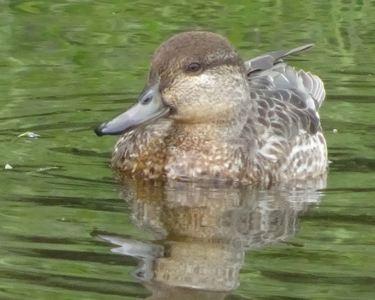 Green-winged Teal - ML619293975