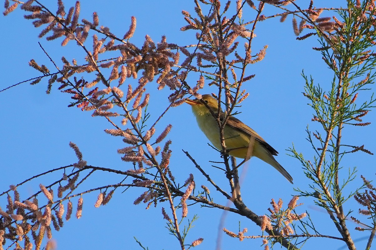 Melodious Warbler - ML619294136