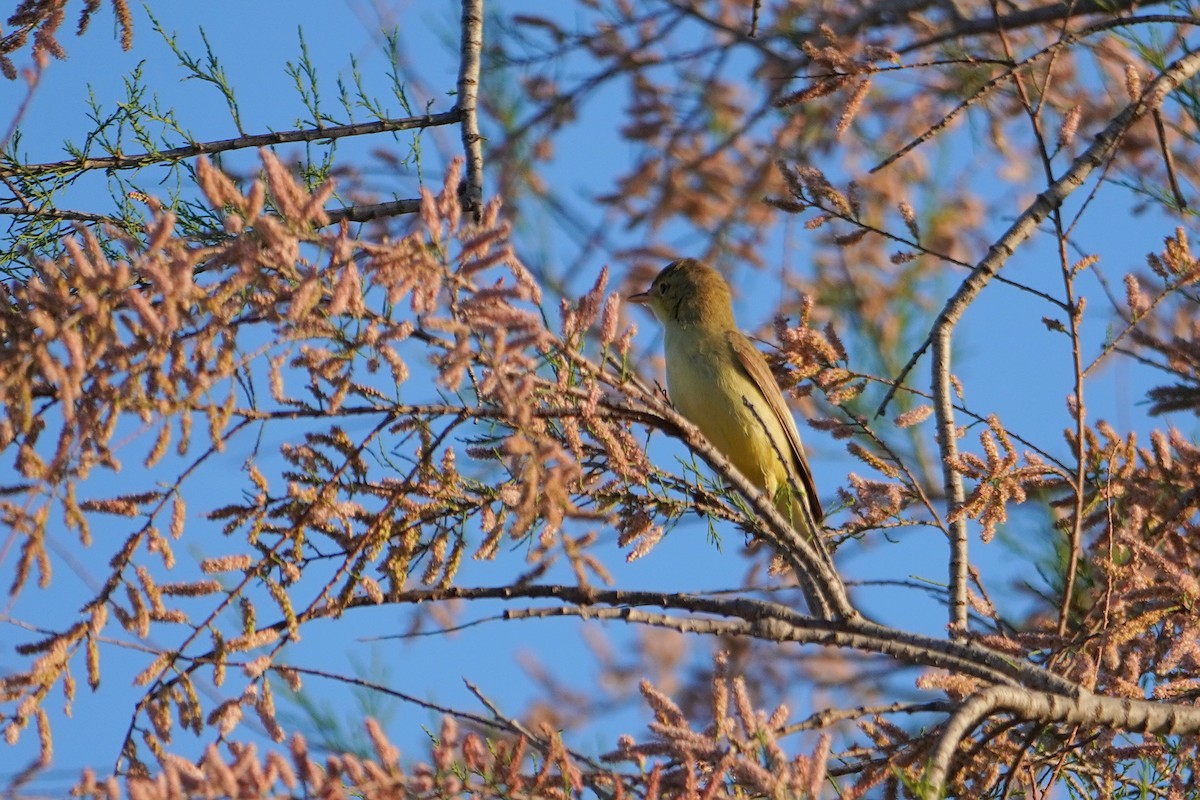 Melodious Warbler - ML619294138