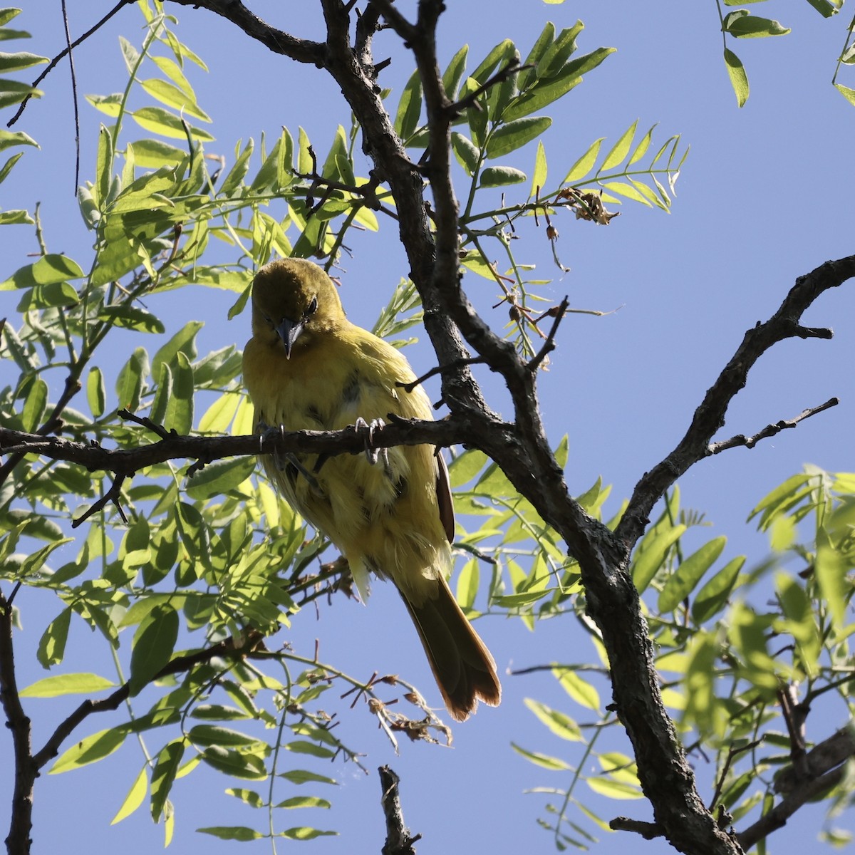 Orchard Oriole - ML619294144