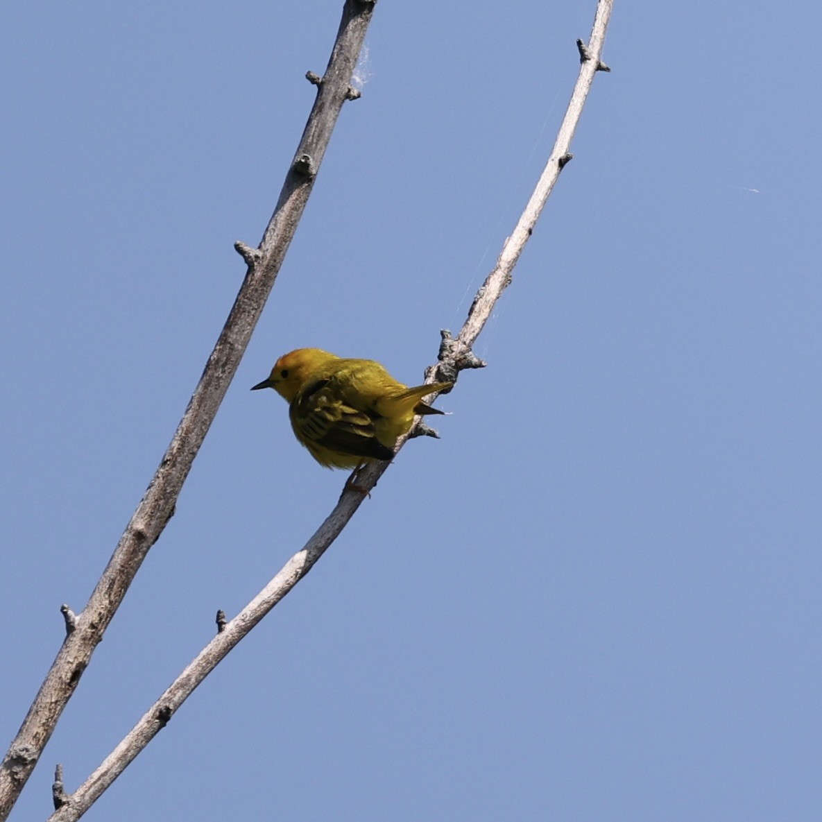 Yellow Warbler - ML619294169