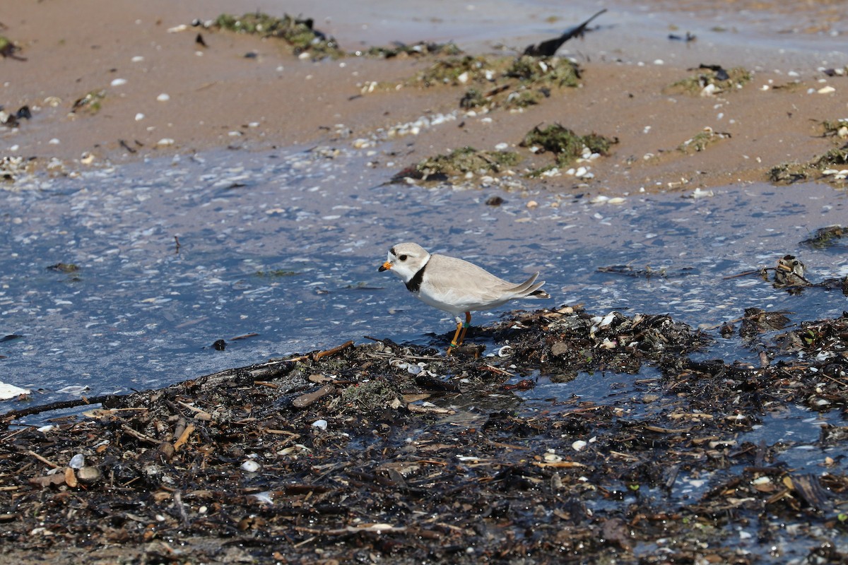 Piping Plover - ML619294234