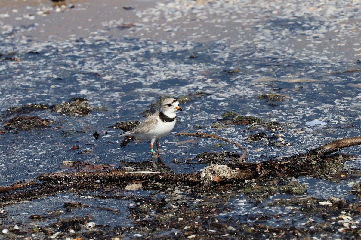 Piping Plover - ML619294235