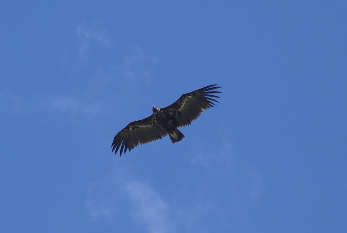 Cinereous Vulture - ML619294270