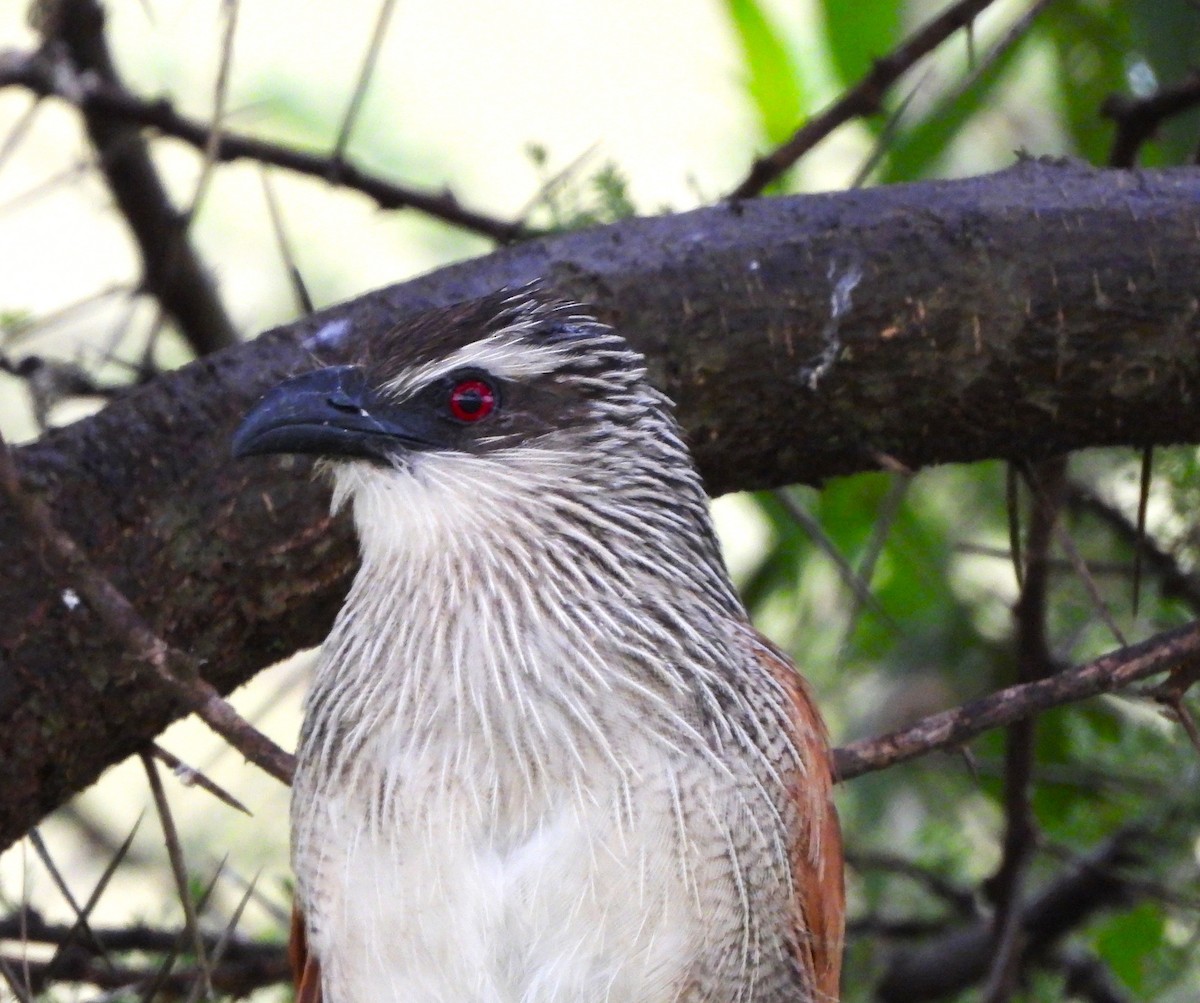 White-browed Coucal - ML619294288