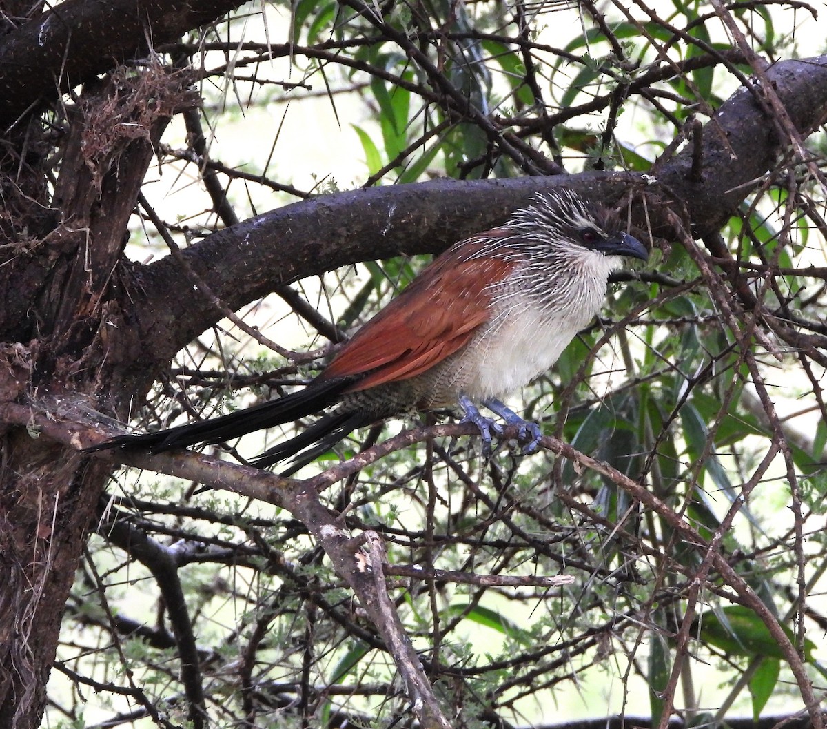 White-browed Coucal - ML619294289