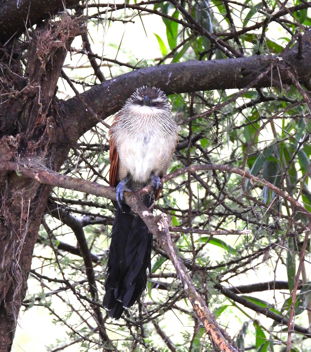 White-browed Coucal - ML619294291