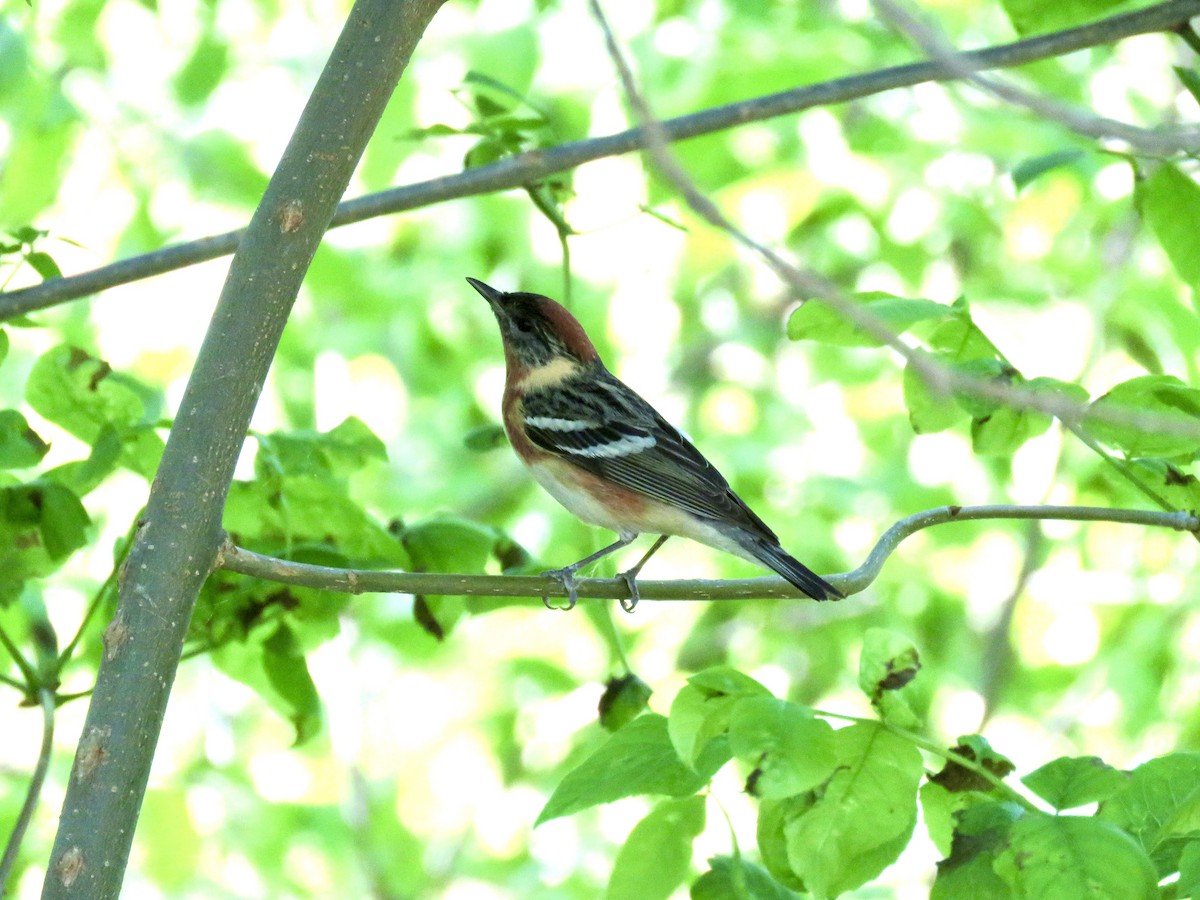 Bay-breasted Warbler - ML619294327