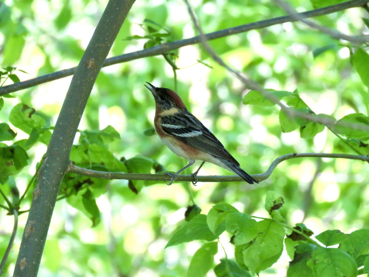 Bay-breasted Warbler - ML619294328