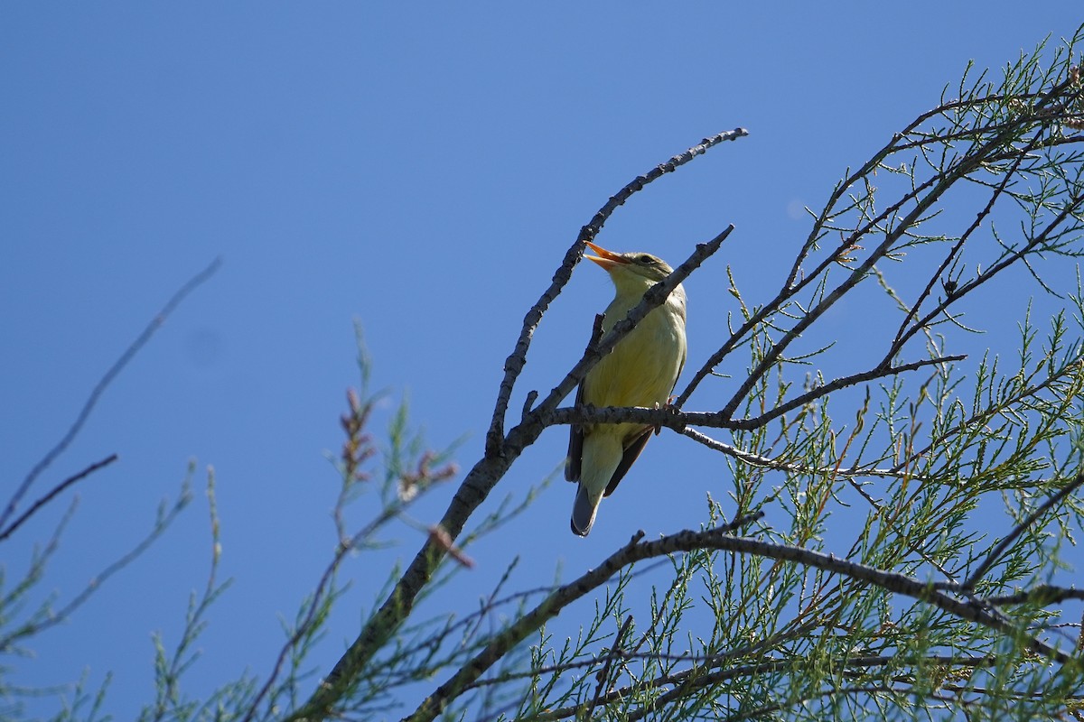 Melodious Warbler - ML619294419