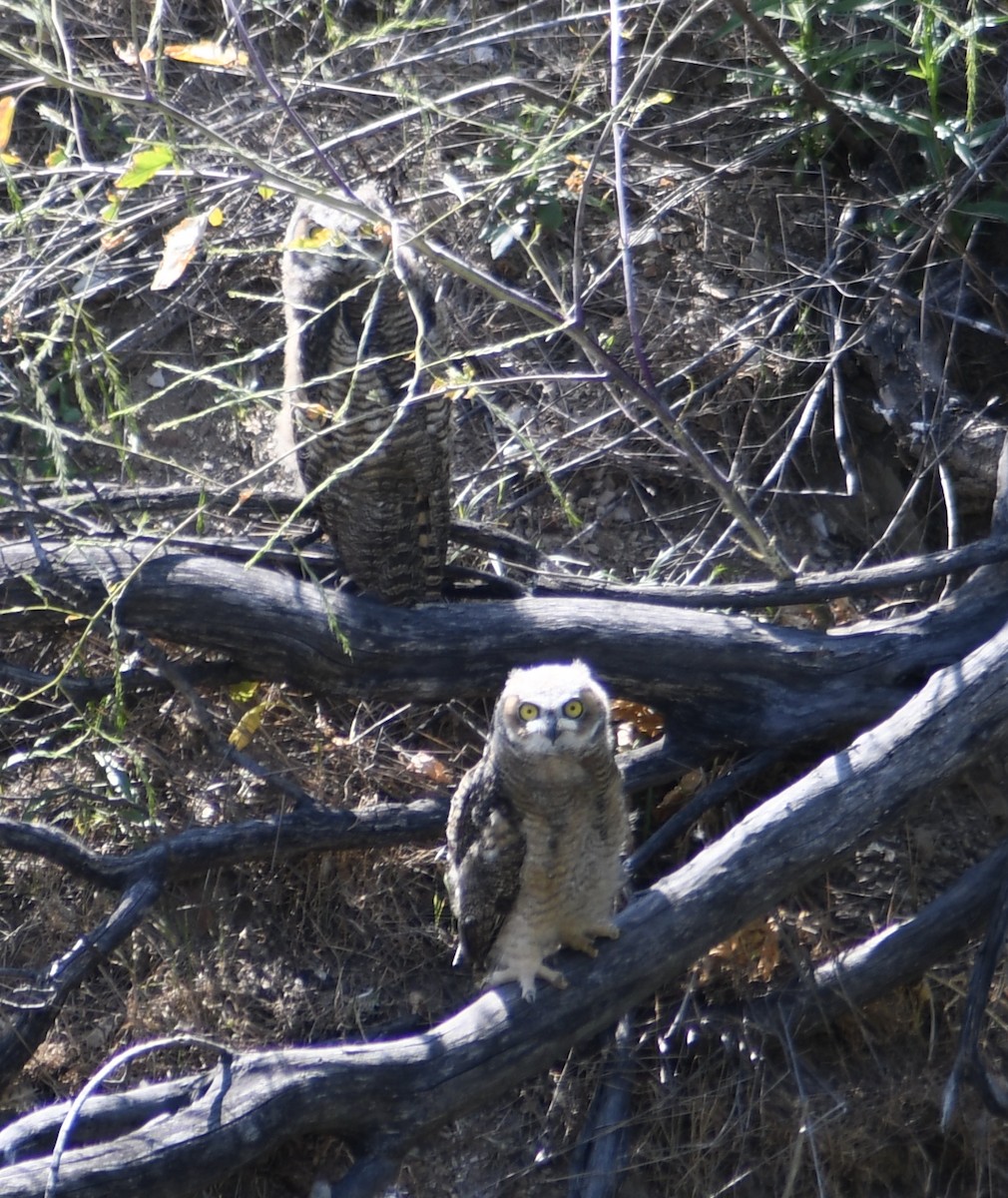 Great Horned Owl - ML619294437