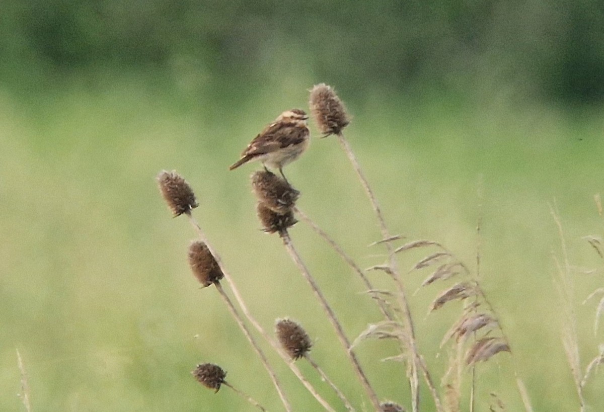 Whinchat - ML619294483