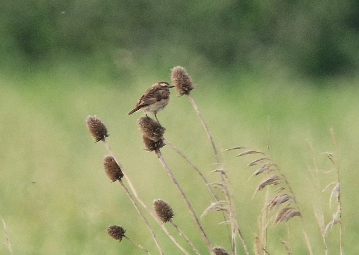 Whinchat - ML619294500