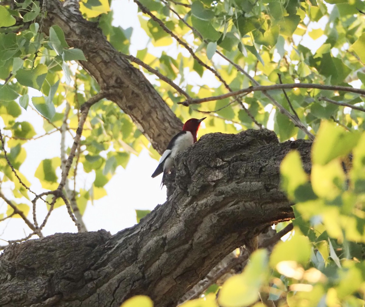 Red-headed Woodpecker - ML619294543