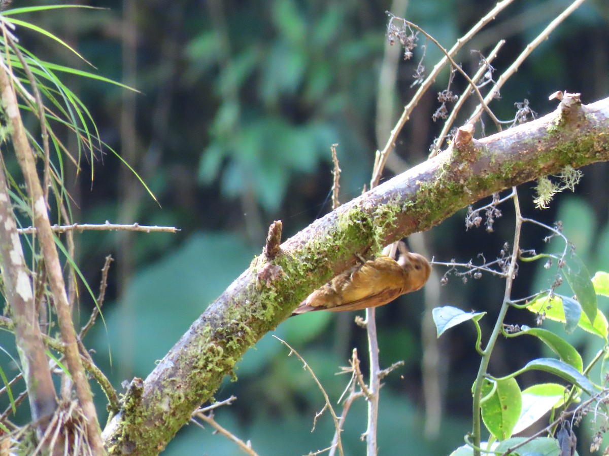 Smoky-brown Woodpecker - ML619294544