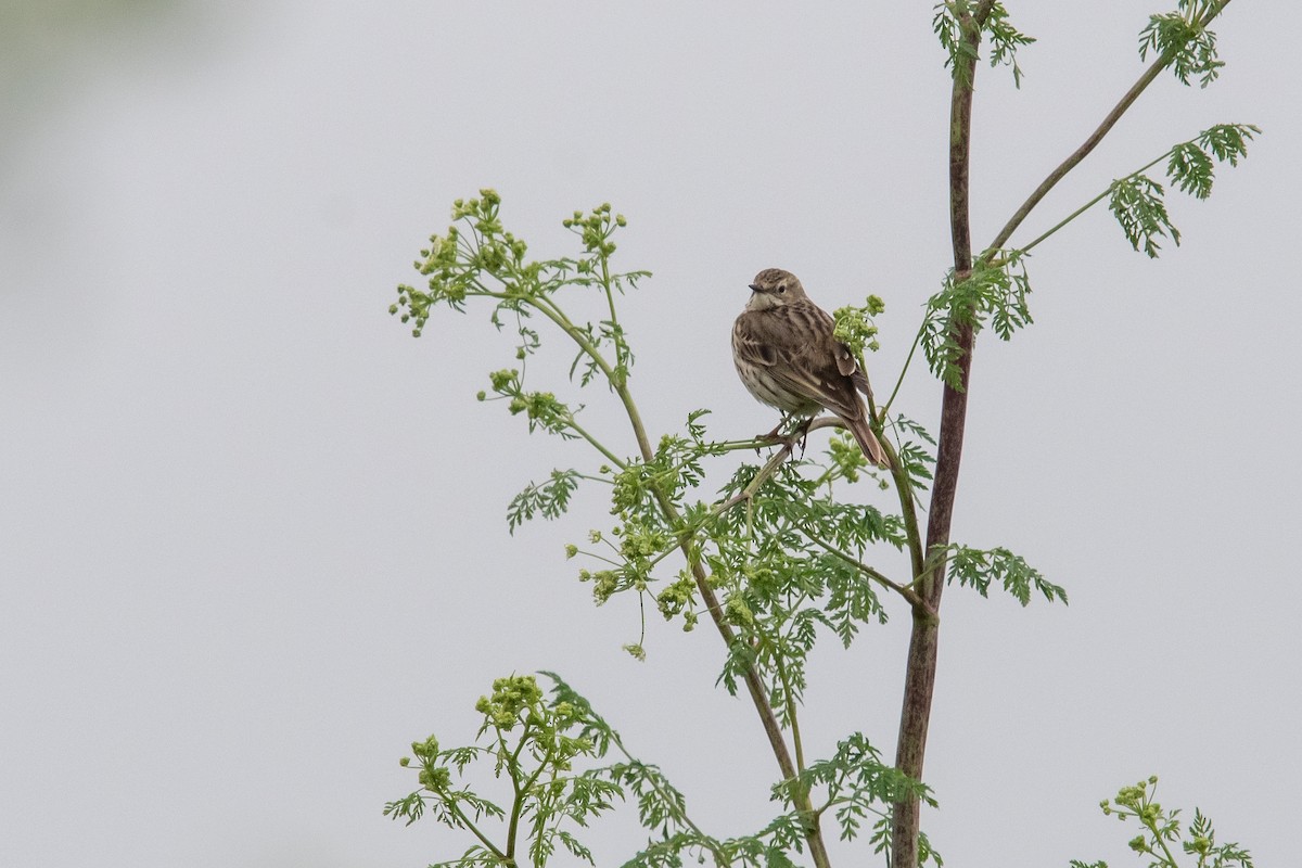 Meadow Pipit - ML619294546